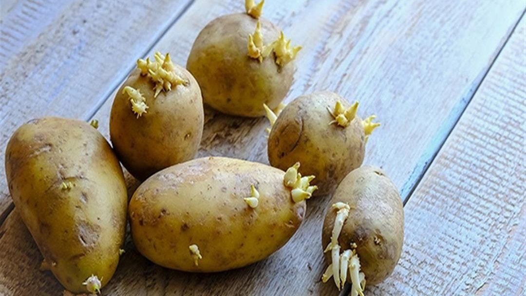تصل للوفاة .. طبيب يحذر من تناول البطاطس ذات البراعم الخضراء