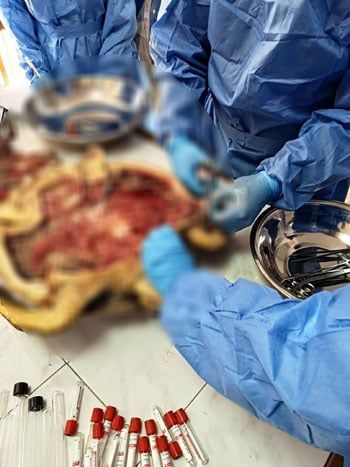 التشريح نقطة تحول في حماية التنوع البيولوجي التشريح نقطة تحول في حماية التنوع البيولوجي