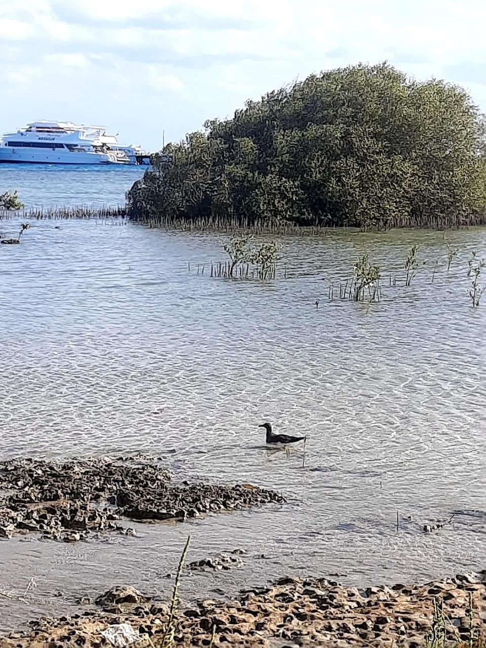 الطبيعة فى حماطه،