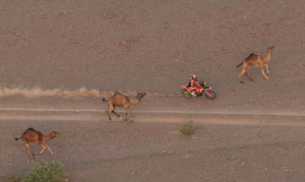 رالي داكار السعودية (11)