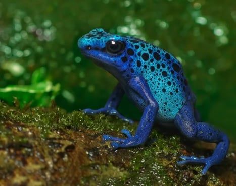 ضفدع السهام ضفدع السهام