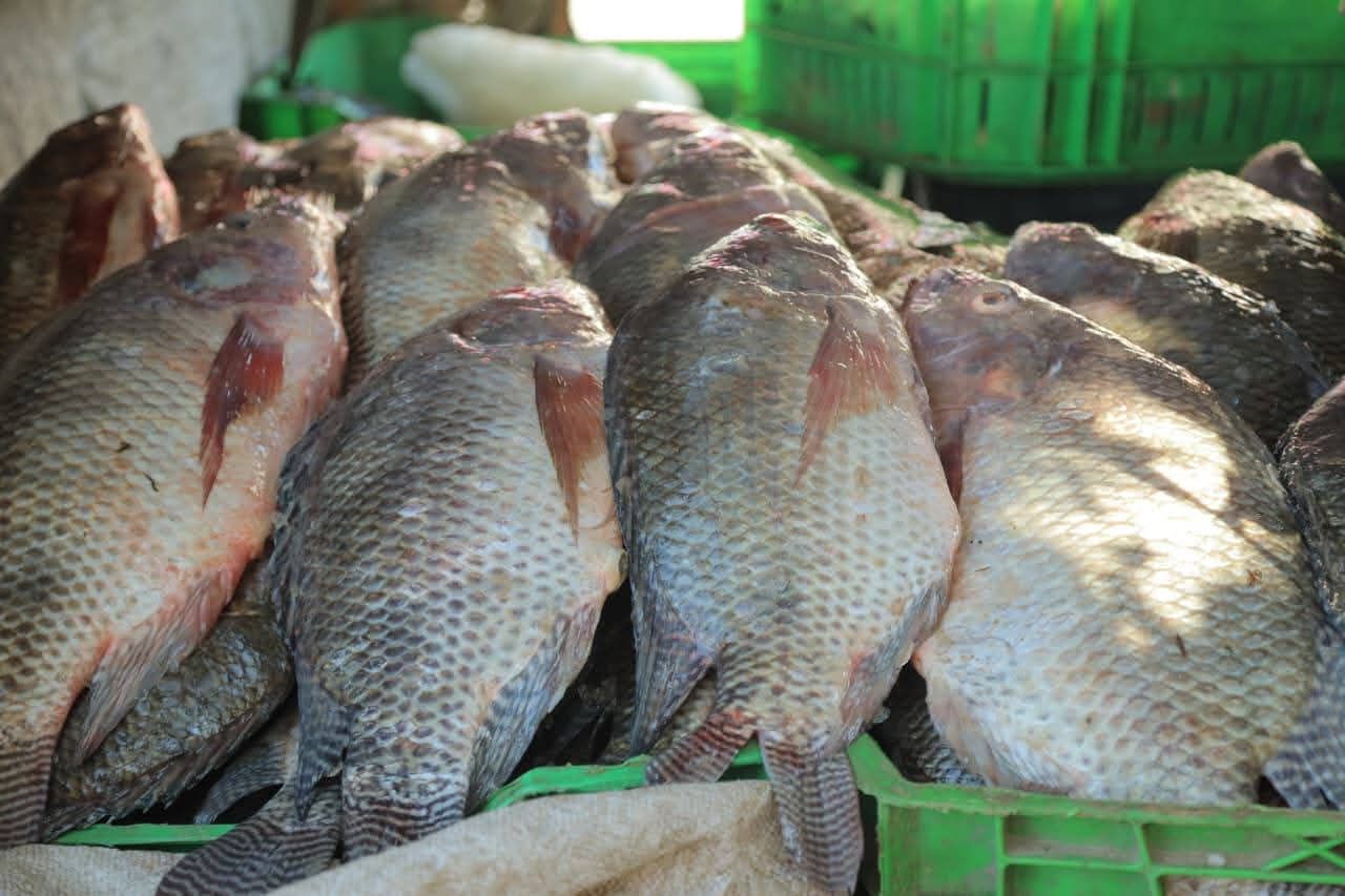 أسماك بمعرض قنا