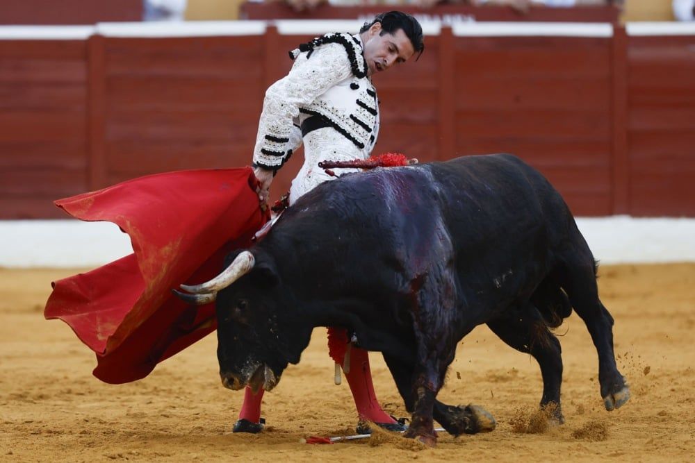 مصارعة الثيران (14)