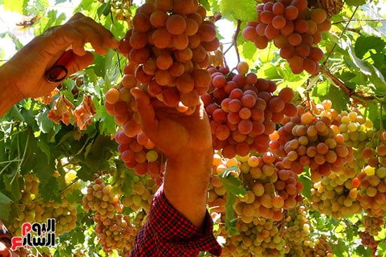 عناقيد العنب (9)
