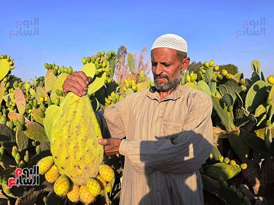 العم-عماد-العمدة العم-عماد-العمدة