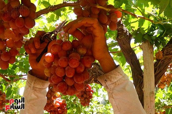عناقيد العنب (10)
