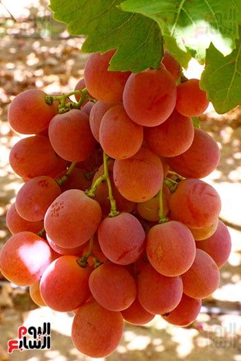 عناقيد العنب (3)