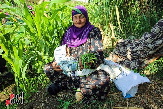 موسم حصاد الفاصوليا