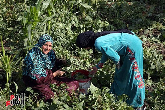 جمع الفاصوليا من الارض الزراعية