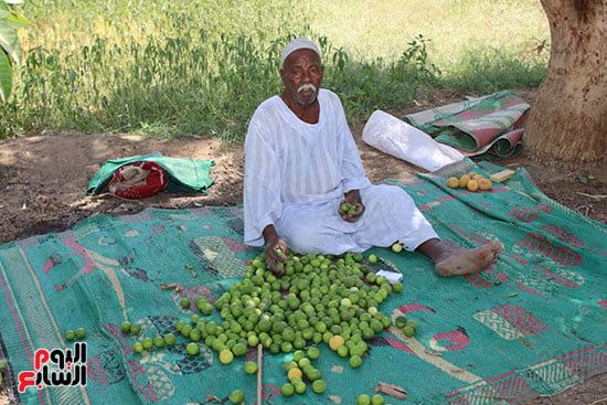 عبد-الحميد-أبو-زيد-مزارع-الليمون عبد-الحميد-أبو-زيد-مزارع-الليمون
