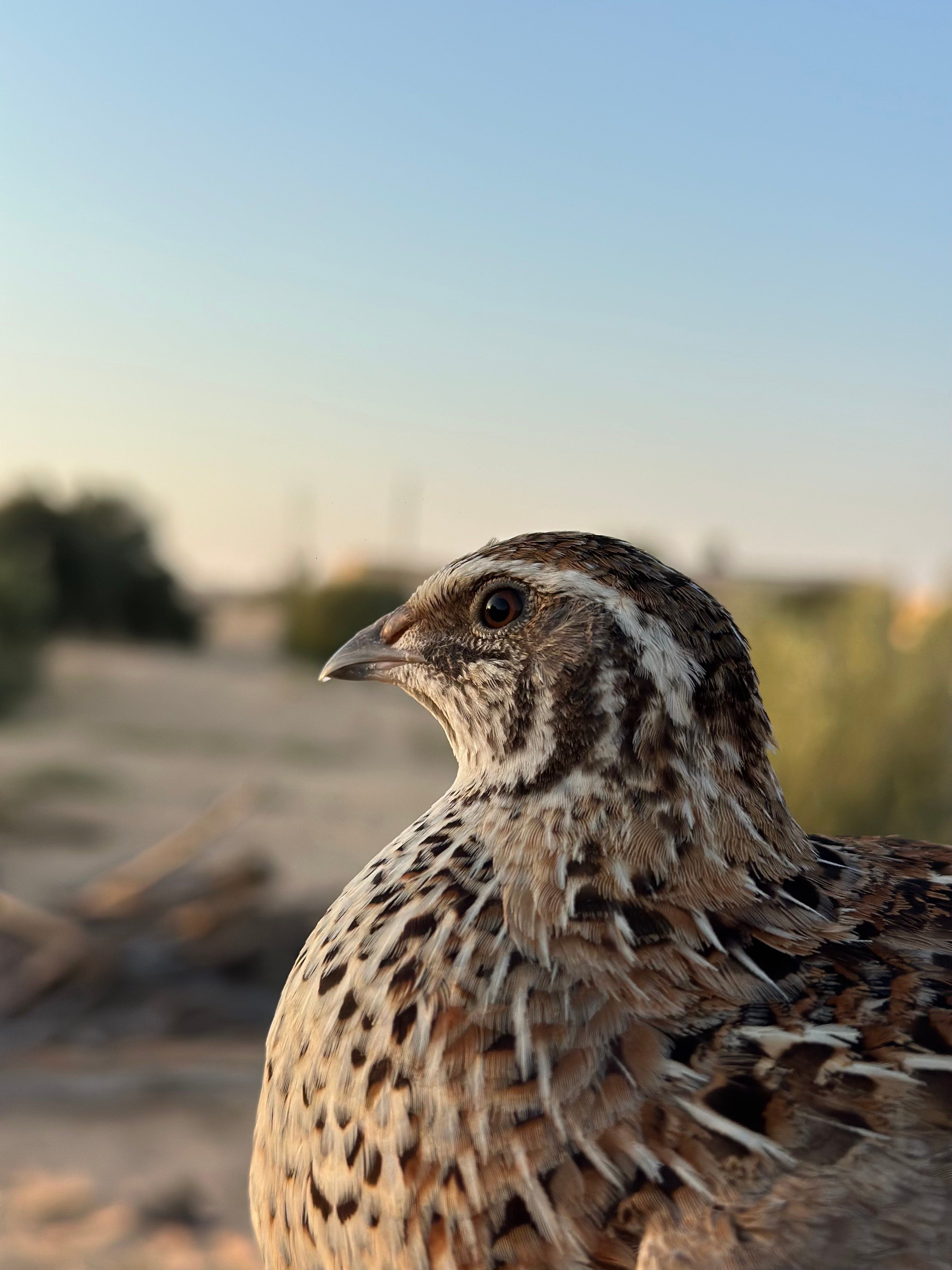 طائر السمان طائر السمان