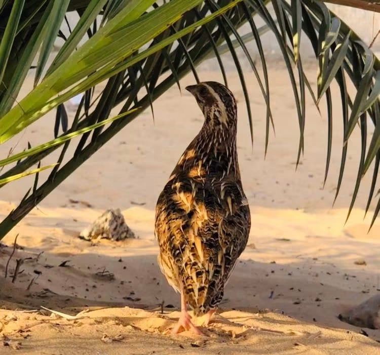 طائر السمان وبدء ظهوره في سيناء طائر السمان وبدء ظهوره في سيناء