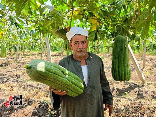 مزراعى-اللوف