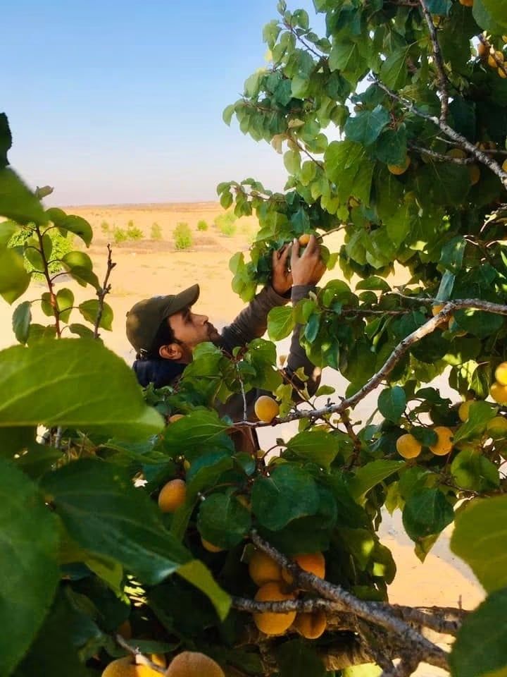 مراسل اليوم السابع بين أشجار المشمش