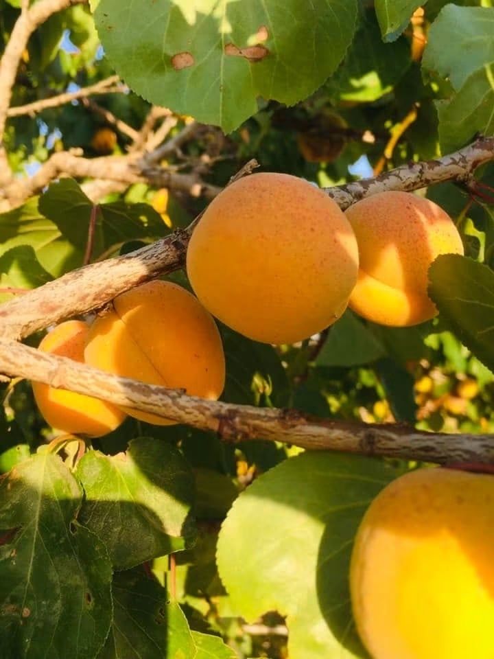 بالوانه الزاهية المشمش