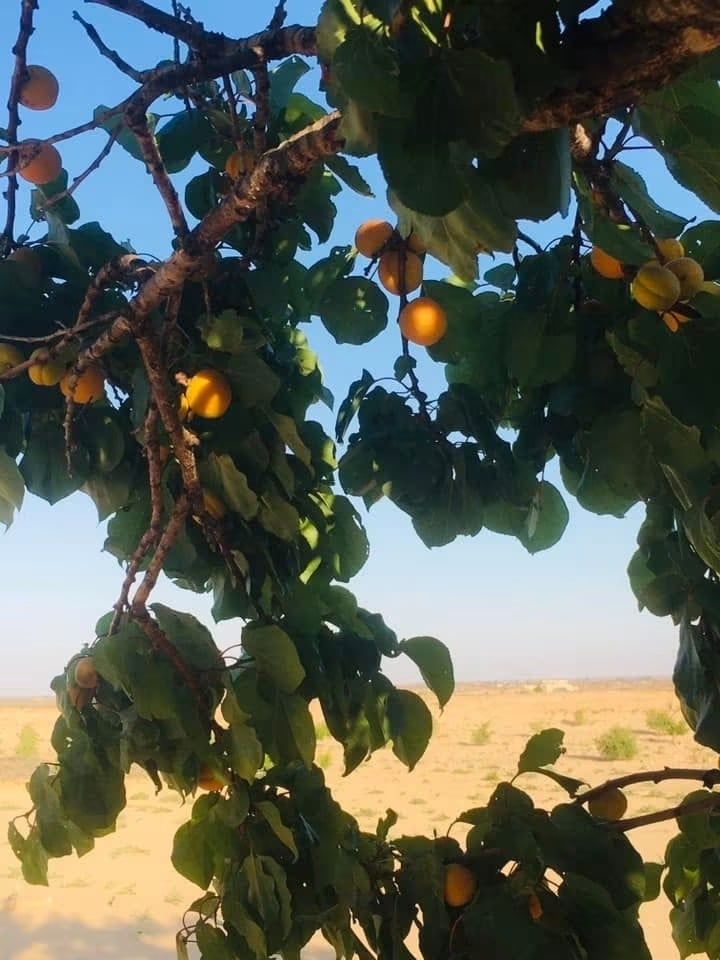 أشجار المشمش