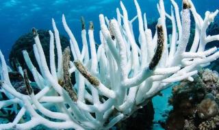 العالم يشهد رابع أكبر حدث لابيضاض المرجان