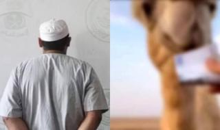 رجل يُطعم «جملاً» عملة ورقية.. والشرطة السعودية تتدخل