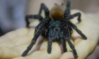 فرنسا تفتح ملف الاتجار بالحيوانات السامة بعد ضبط 1000 عنكبوت الأرملة السوداء