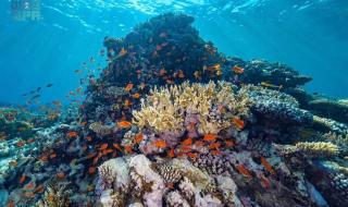 كاوست ونيوم تكشفان عن أكبر مشروع لإحياء الشعاب المرجانية في العالم