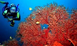 الانطلاق في استغلال المرجان الأحمر بداية السداسي الثاني من سنة 2024