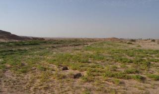 هيئة البيئة – أبوظبي تعلن عن بدء موسم الرعي في الإمارة