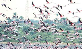 مصر تشدد من الرقابة لحماية الطيور المهاجرة