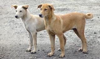 تارودانت : انتشار الكلاب الضالة بإحدى الجماعات يثير مخاوف المواطنين، وسط مطالب بتدخل الجهات الوصية