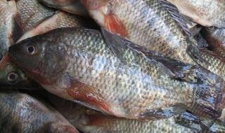 علاوة تحفيزية لمنتجي سمك البلطي