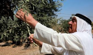 ابنة الألفي عام.. شجرة زيتون المهراس «سفير عالمي» جديد للمجتمع الأردني