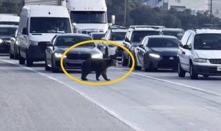 فيديو | مشهد صادم في كاليفورنيا.. دب يتجوّل بين السيارات