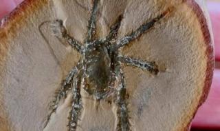 أحفورة عنكبوت عمرها 308 ملايين سنة