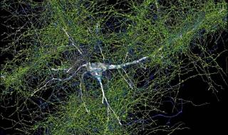 الكشف عن الخريطة الأكثر تفصيلاً للدماغ البشري
