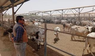 مصر تتعاقد علي 20 ألف رأس ماشية من عدة مناشئ تمهيداً لضخها...اليوم الثلاثاء، 21 مايو 2024 02:29 مـ   منذ 8 دقائق