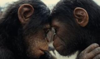ترجع إيرادات فيلم Kingdom of the Planet of the Apes للنصف