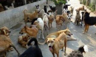 بعد
حالات
عقر..
أرقام
رسمية
للإبلاغ
عن
الكلاب
الضالة
فى
الجيزة