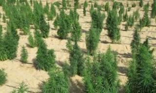 حدائق
الشيطان
تحت
الحصار..
معركة
الداخلية
في
قلب
الصحراء