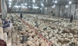 الاتحاد
العام
لمنتجي
الدواجن:
فائض
إنتاجي
يتجاوز
20%
جاهز
للتصدير