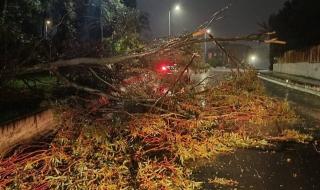 التقلبات
الجوية..
سقوط
أشجار
وأعمدة
كهربائية
دون
تسجيل
خسائر
بشرية