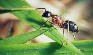 فطر يحول النمل إلى زومبي ويتحكم بسلوكه لنشر نفسه.. ما القصة؟