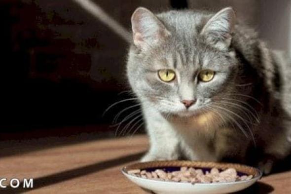 ما هو طعام القطط