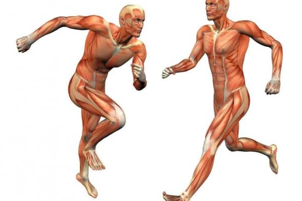 ما هي اقوى عضلة في جسم الانسان