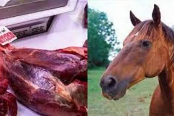 القبض على جزارين يذبحان الأحصنة في المنوفية.. والمتهمان يؤكدا "لحمها حلال وطعمه حلو"