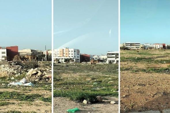 اجتياح قطعان من الإبل المجال الحضري لمدينة أكادير يخلف ردود فعل غاضبة