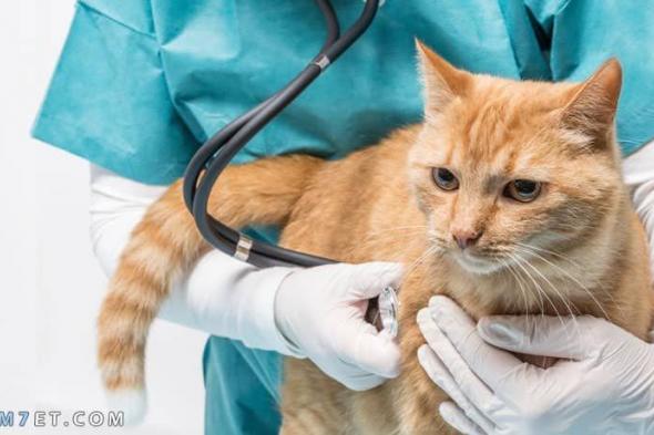 علاج برد القطط من الصيدلية البشرية