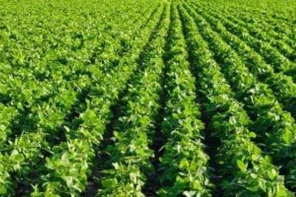 وزارة الزراعة: فول الصويا من المحاصيل الصاعدة واحتياجاته الزراعية بسيطة