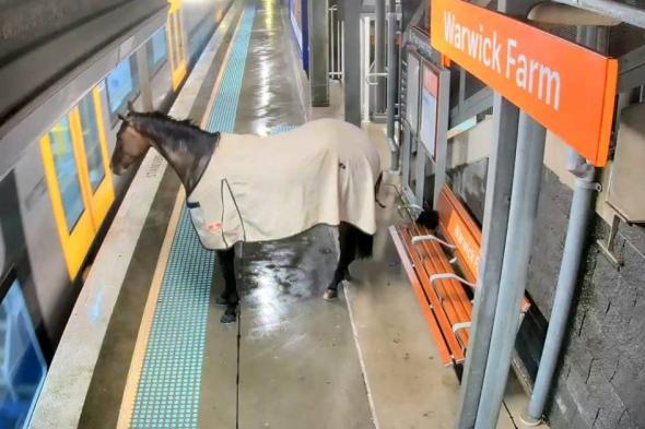 فيديو | حصان ينتظر قطاراً في محطة