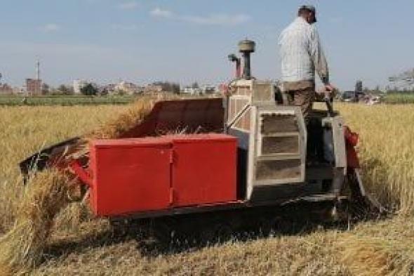 وزارة الزراعة تعلن بدء موسم حصاد وتوريد القمح