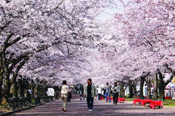 ربيع اليابان.. رحلة  في بحر من الأزهار وأشجار الساكورا