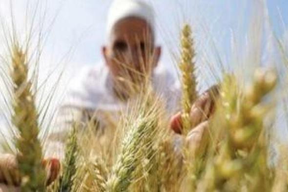 وزارة الزراعة: افتتاح موسم حصاد القمح فى سيناء